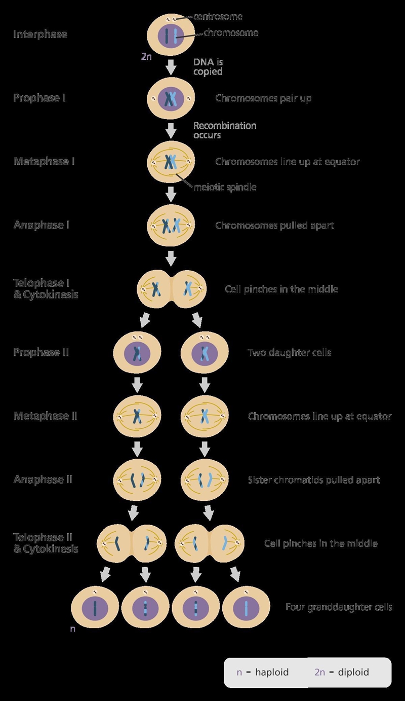 This is a process where a parent cell divides into four sex cells with half the chromosomes-example-1