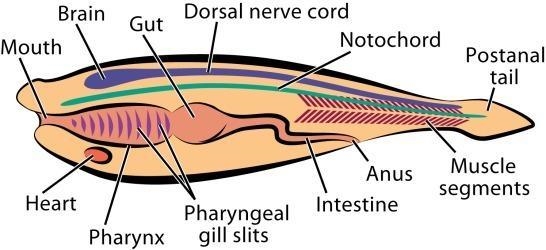 This adult organism can be described as a Select all answers that apply. A. invertebrate-example-1