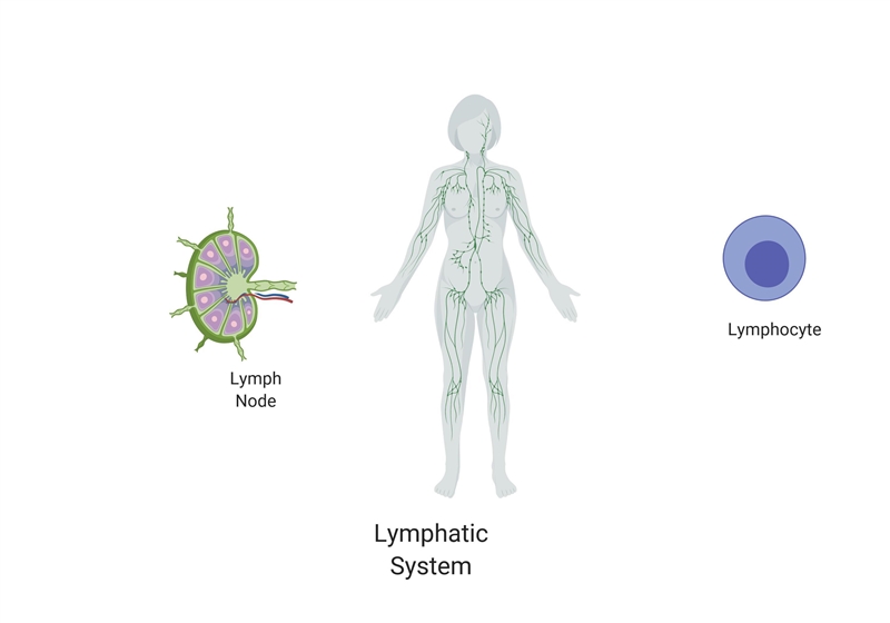 What is a secondary function of the lymphatic system? Maintaining fluid balance Fighting-example-1