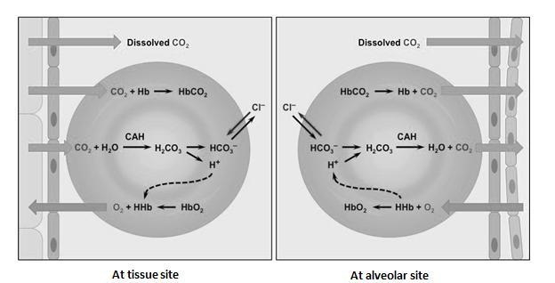 Help please!!!!!!!!!!!!!!!!!!! Write a paragraph as if you are a molecule of carbon-example-1