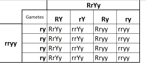 This cross will yield four phenotypes in the 1:1:1:1 ratio: rryy x rryy RrYy x rryy-example-1