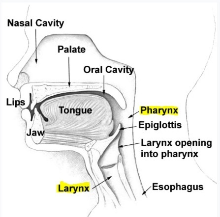 One difference between the pharynx and the larynx is that A. the pharynx contains-example-1