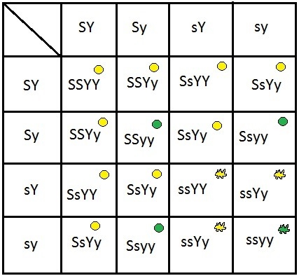 NEED HELP ASAP PLEASE !!!!! Pea Plants are heterozygous for both seed shape and seed-example-1