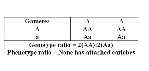 The allele for an attached earlobe is recessive. In the third generation, what are-example-1