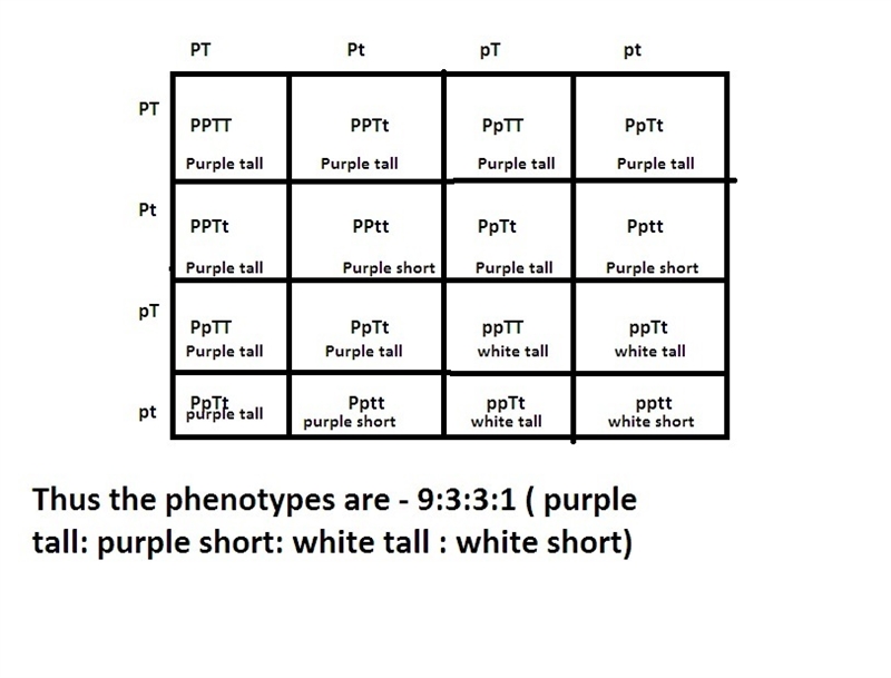 In pea plants P represents purple flowers while p represent white, and T represents-example-1