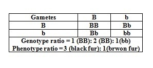 8) In rabbits, the allele for black fur, B, is dominant over the allele for brown-example-1