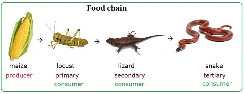 Which of these organism would be a producer-example-1