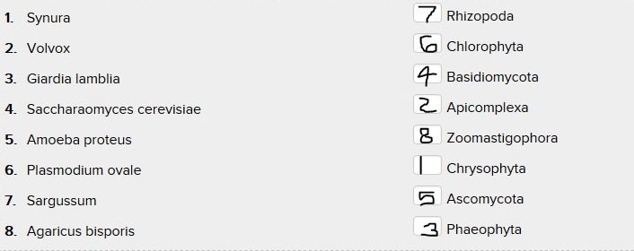 Please answer this simple match-word !!!-example-1