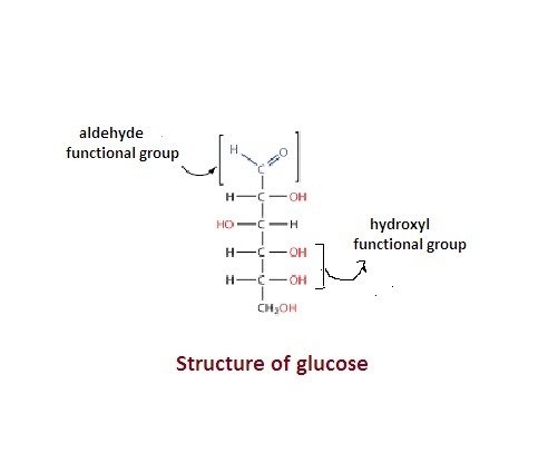 Which functional group allows the sugar glucose to dissolve in blood? a. Carboxyl-example-1