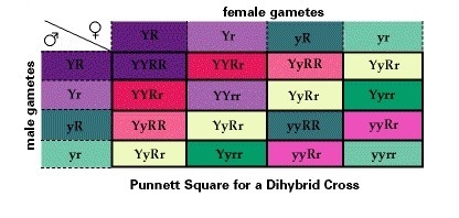 The phenotypic ratio for the F2 generation in a dihybrid cross will theoretically-example-1