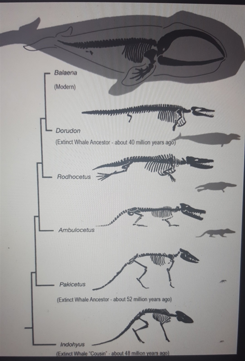 How did whales evolve from land mammals? Reason-example-1