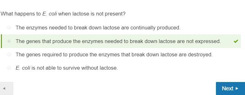 What happens to E. coli when lactose is not present? a. The enzymes needed to break-example-1