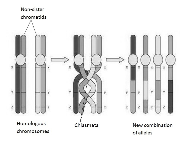 Parents can pass on chromosomes to their children that are different than their own-example-1