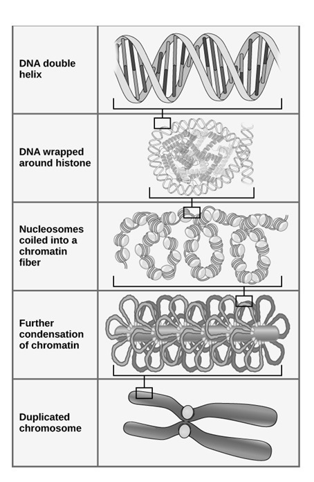 Place the following in order from smallest to largest: chromatin, chromosome, DNA-example-1