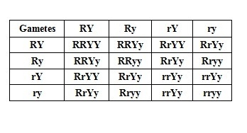 According to Mendel, a cross between two round, yellow peas (both with the genotype-example-1