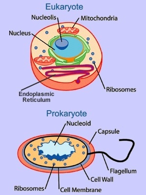 Identify the organelles in the cell-example-1