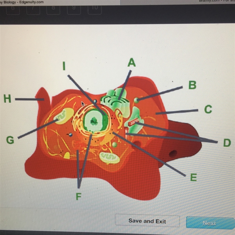 What is the function of the organelles that are labeled F? A) to temporarily store-example-1