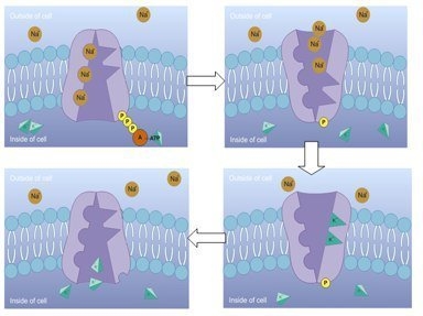 Really need help with this Biology question: The picture shows the transport of sodium-example-1