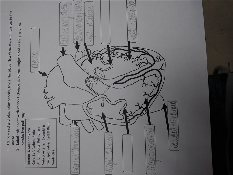 I need help Please.I need the names of the parts of the heart and where They are suposse-example-1