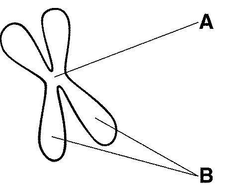 Figure 10-5 The structures labeled B in Figure 10–5 are called the A. centromere. B-example-1