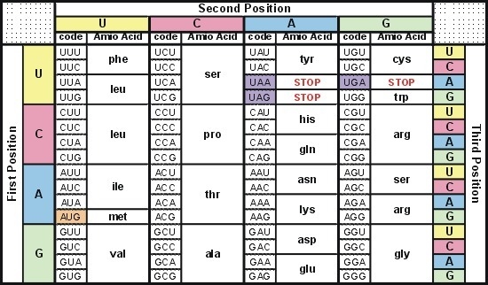 1.Which sequence of amino acids corresponds with the RNA strand UCG GGG CAC? (picture-example-1