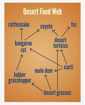 In the desert food web shown below, which of the following best describes the transfer-example-1