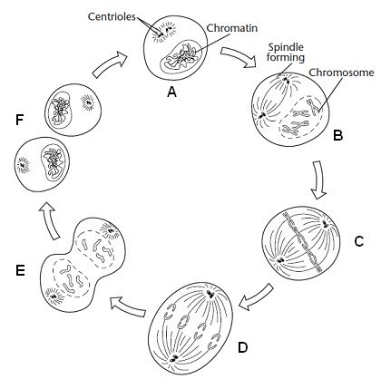 9. The phase of mitosis shown in step D in the figure below is called ______________________.-example-1