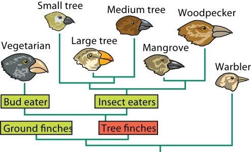 The pattern of evolution shown in the finches above is known as A. convergent evolution-example-1