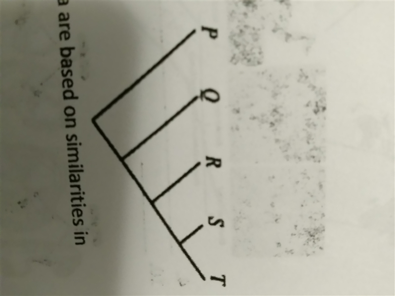 Which of the following conclusions is best supported by the cladogram? a. Species-example-1