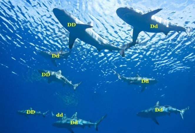 In one species of shark, having a curved dorsal fin is dominant over a straight dorsal-example-1