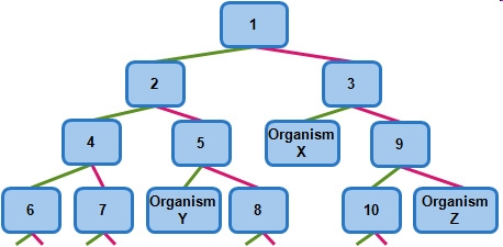 This chart shows a portion of a dichotomous key. Dichotomous Key Which relationship-example-1