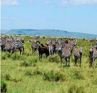 The photograph shows a herd of zebra in the African savanna. What is the highest level-example-1