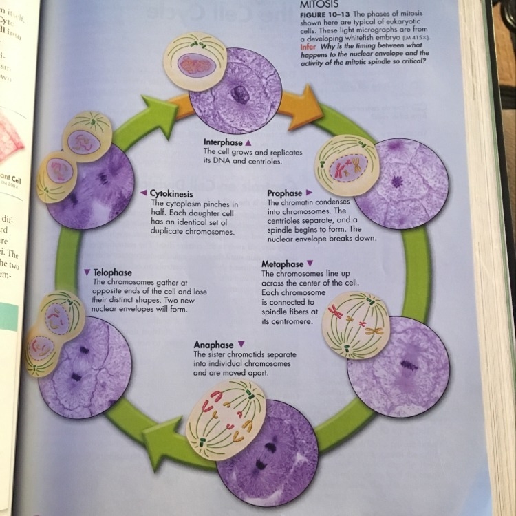 Mitosis help pt.2 lol-example-1