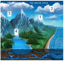 In the water cycle shown below, which process is happening at step 3 precipitation-example-1