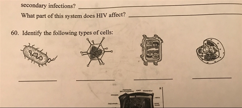 I need help On question #60 please help me identify the cells-example-1