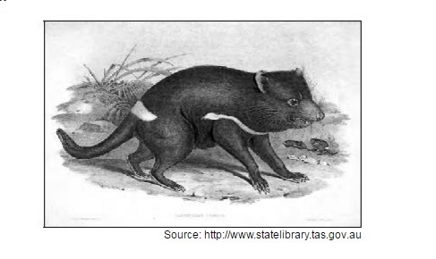 "The Tasmanian devil is the largest surviving carnivorous marsupial in Australia-example-1