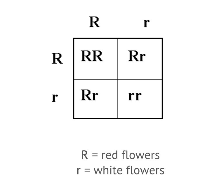 According to Mendel’s law of dominance, which statement best describes the result-example-1