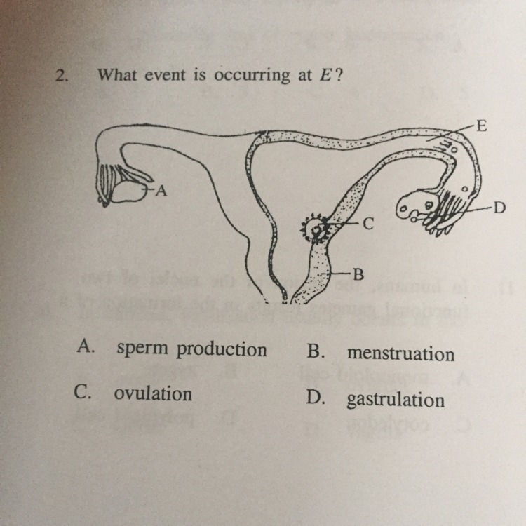 What event is occurring at E? A. Sperm production B. Menstruation C. Ovulation D. Gastrulation-example-1