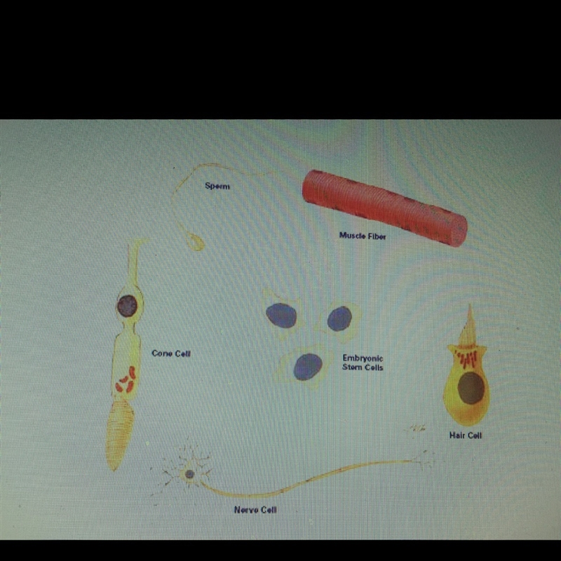 Cellular differentiation is the process by which a less specialized cell becomes a-example-1