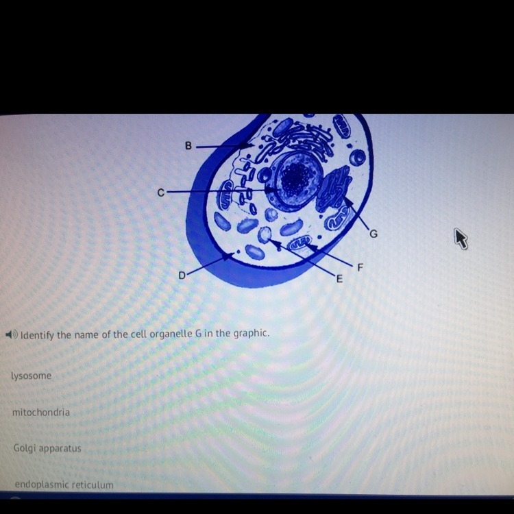 Identify the name of the cell organelle G in the graphic-example-1