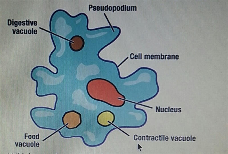 Which term best describes the protist shown above? A) prokaryotic B)eukaryotic C)acellular-example-1