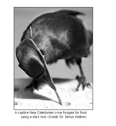 "New Caledonian crows consume a wide range of foods. These crows require tools-example-1