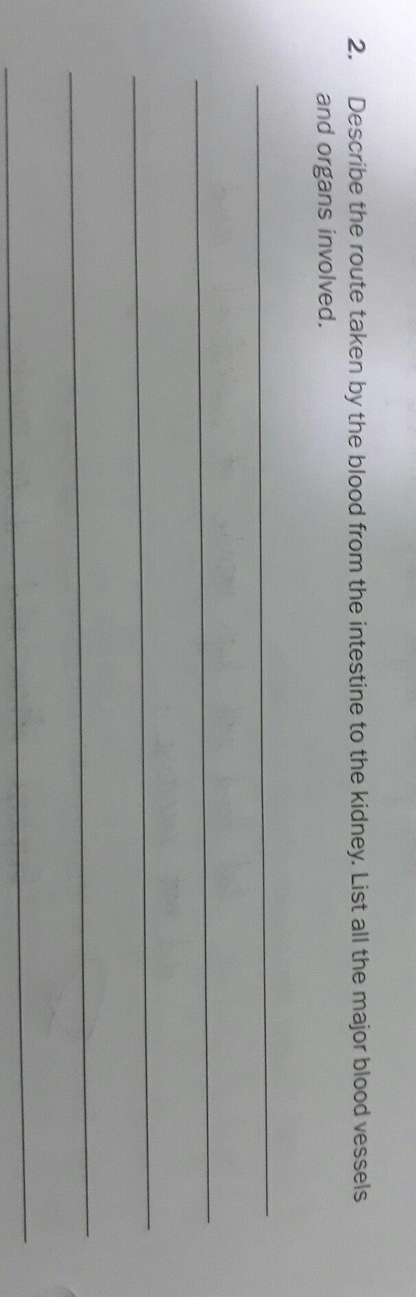 Describe the route taken by blood from the intestine to the kidney-example-1