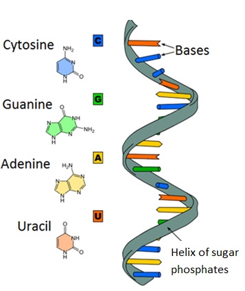 The diagram shows a nucleic acid in the shape of a helix. Which sugar is present in-example-1