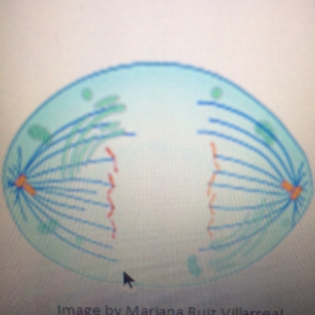 Mitosis is divided into phases which phase of mitosis is shown in the diagram anaphase-example-1