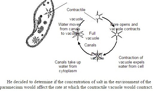 "The process used to remove excess water from the paramecium by the contractile-example-1