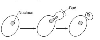 "This type of production of offspring is a form of (1)sexual reproduction (2)asexual-example-1