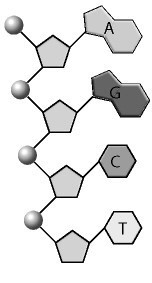 The matching strand to the one in the figure below, reading from the bottom up, would-example-1