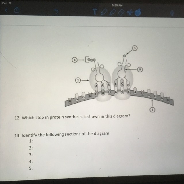 Need help on protein synthesis-example-1