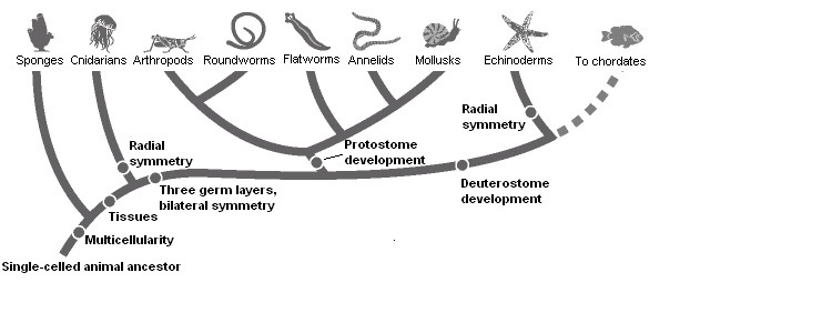 According to Figure 26–1, the development of three germ layers occurred after the-example-1